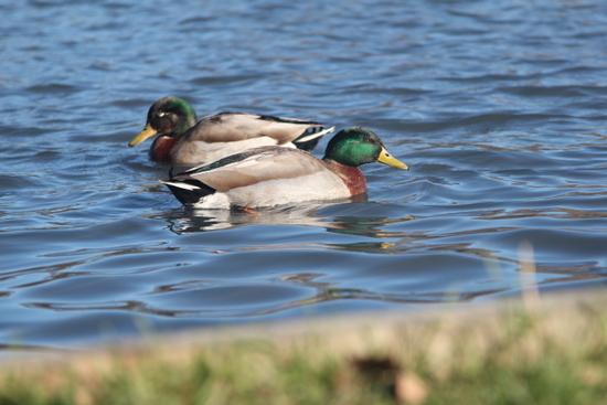 Ducks in a Christchurch Garden? Makan dulu! Ducks in a Christchurch Garden? Makan dulu!