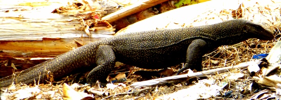 Monitor lizard at Air Batang Monitor lizard at Air Batang