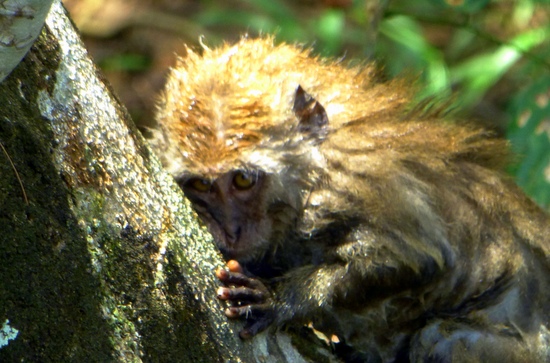 Monkey on Tioman Island Monkey on Tioman Island