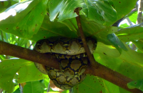 Python at Air Batang, Tioman Island Python at Air Batang, Tioman Island
