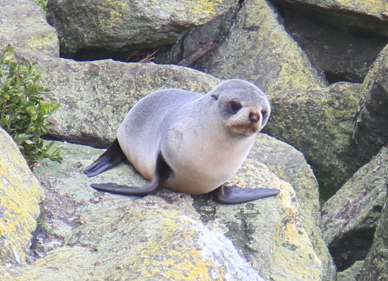 One of the seals at Cape Foulwind One of the seals at Cape Foulwind