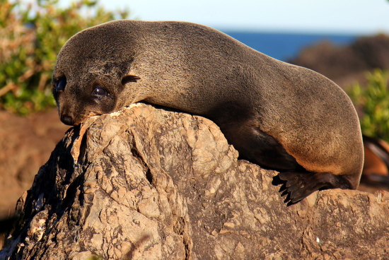 Baby seal @ Cape Palliser Baby seal @ Cape Palliser