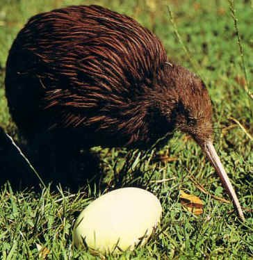 Burung Kiwi - Perbandingan besar tubuh dengan besar telurnya Burung Kiwi - Perbandingan besar tubuh dengan besar telurnya