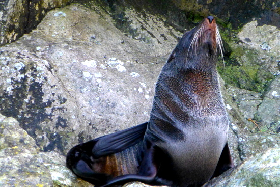 Seals in Milford Sound Seals in Milford Sound