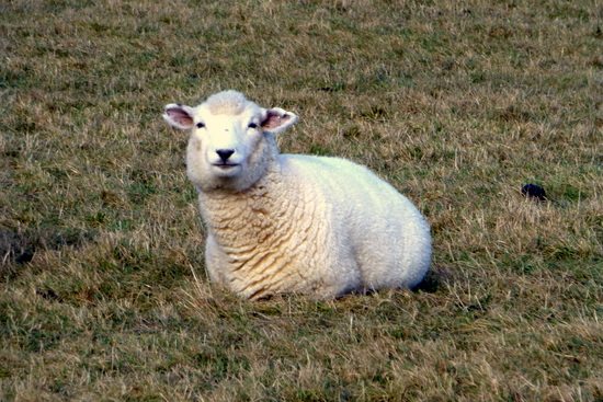 Sheep in New Zealand Sheep in New Zealand