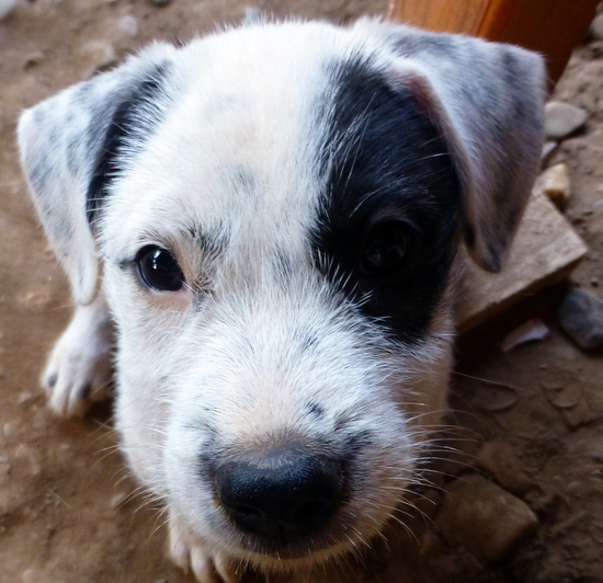 Anjing yang kecil dan lucu Anjing yang kecil dan lucu