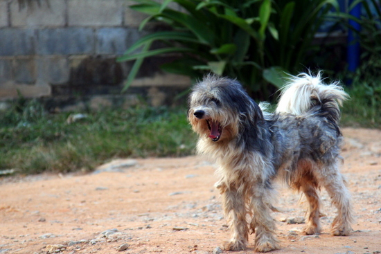 Ada banyak anjing di Laos - biasanya lucu! Ada banyak anjing di Laos - biasanya lucu!