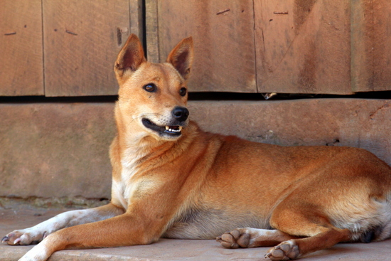Anjing biasanya suka santai Anjing biasanya suka santai