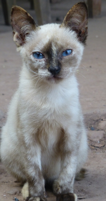 Kucing lucu dan matanya berwarna biru Kucing lucu dan matanya berwarna biru
