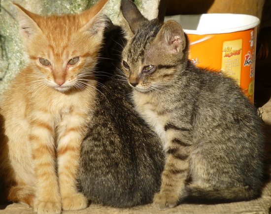 Anak-anak kucing bersantai Anak-anak kucing bersantai