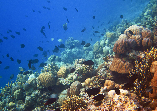 Dive spot: Kapota island