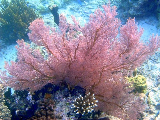 Bawah Laut Menjangan, Bali Barat