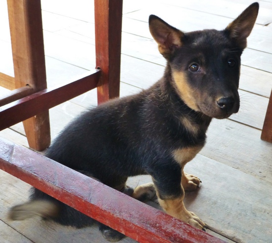 Anak anjing lucu di Laos
