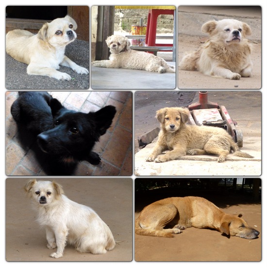 Banyak anjing lucu di Laos