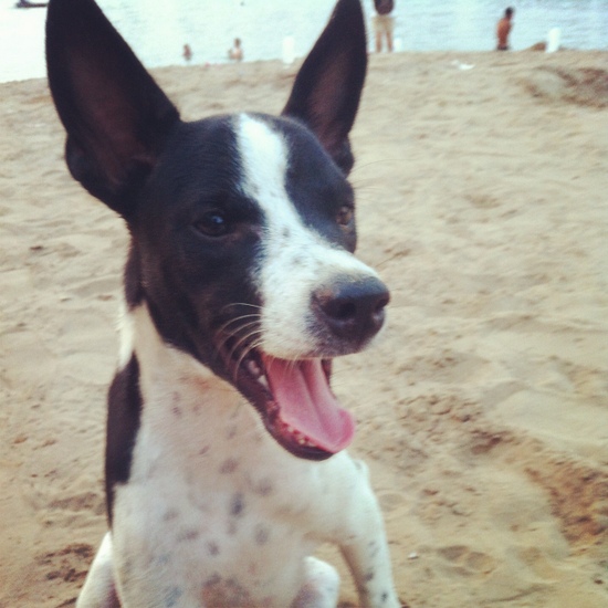 Beach dog di Don Det