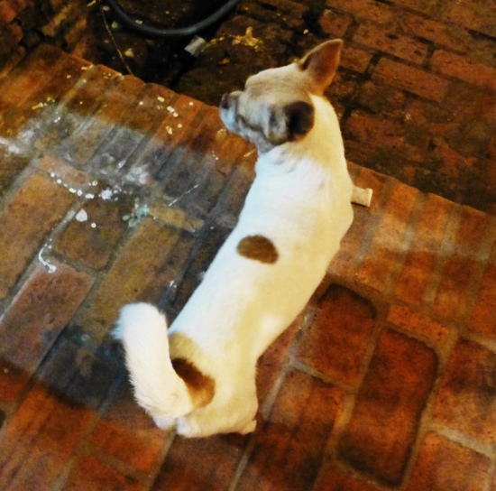 Dotty Dog
