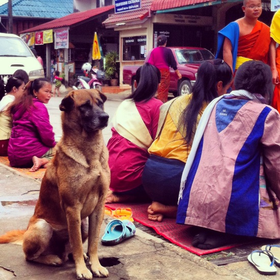 Guardian Dog