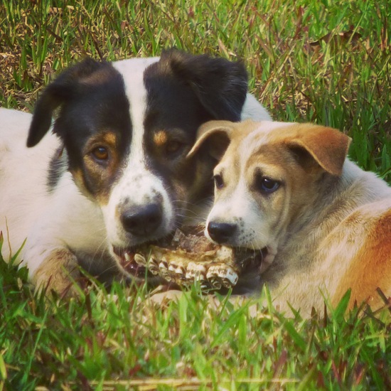 Ibu dan anak anjing berebut tulang