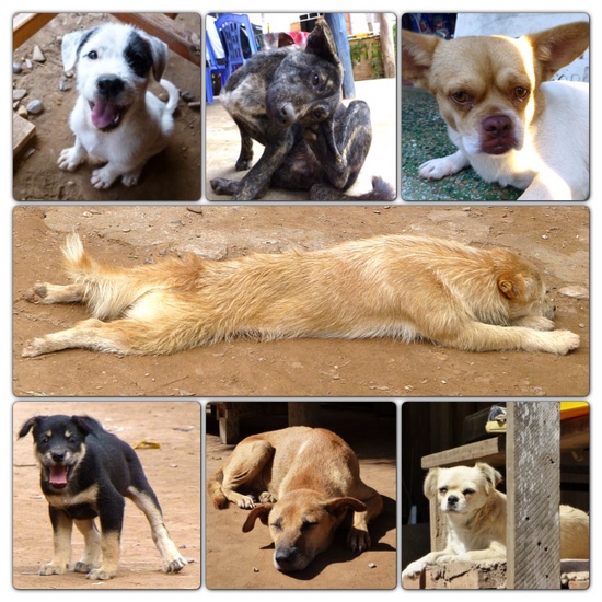 Kumpulan foto anjing lucu di Laos