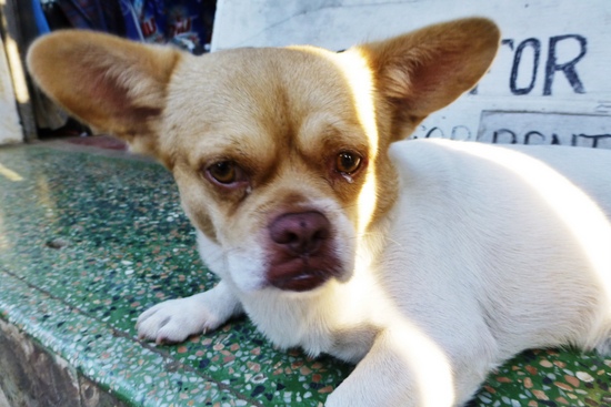 Wajah Dotty Dog yang unik