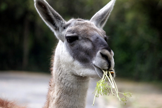 Ternyata enak juga jadi vegetarian