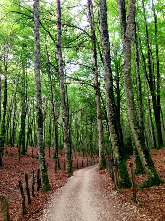 Forest between Ronceveaux and Larrasoana