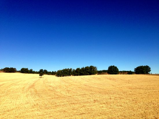 Wheat between Leon & Villar de Mazarife