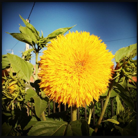Yellow flower between Villar de Mazarife and Astorga