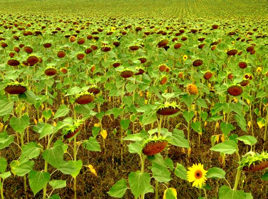 Field of sunflowers