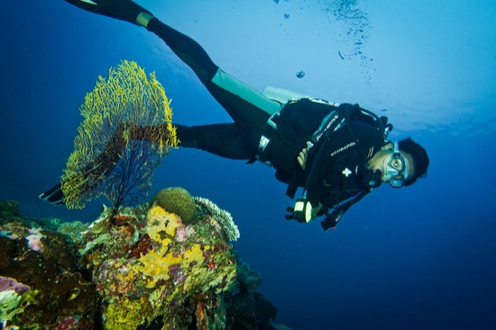 Diving di Raja ampat. Photo by @regycleva