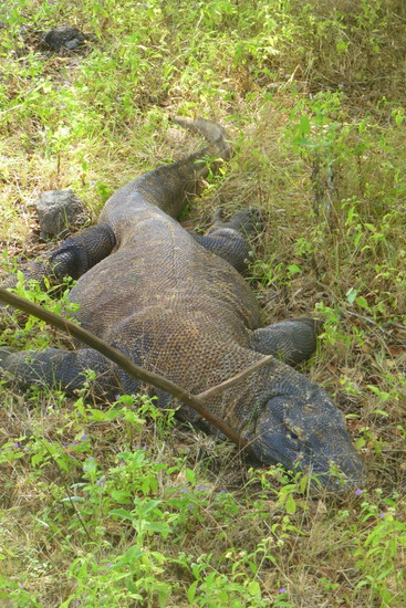 Komodo yang sedang tidur siang