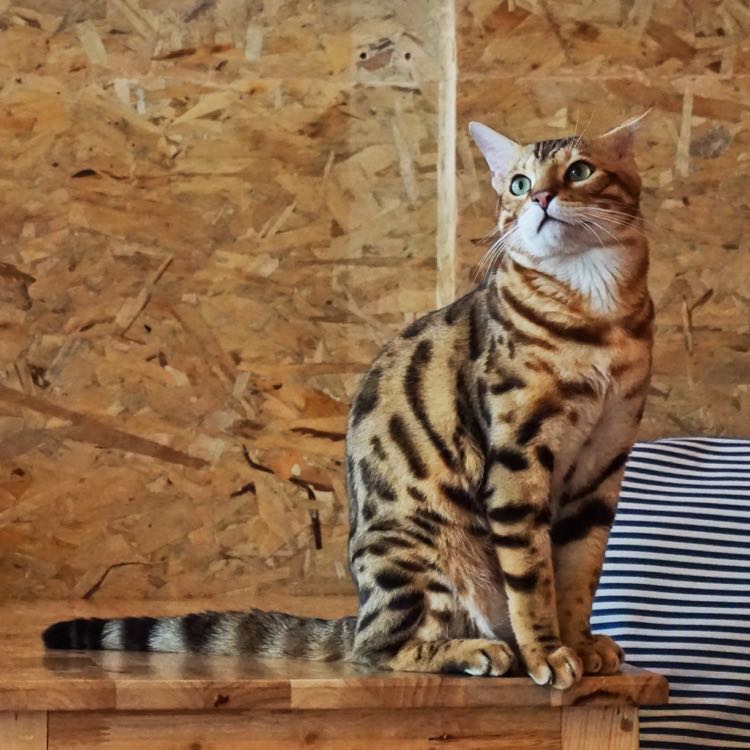 Ace - kucing Bengal yang cakep