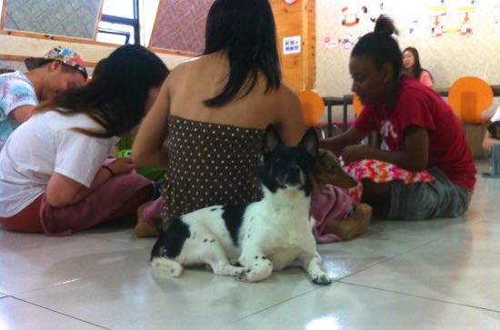 Anjing penjaga yang baik