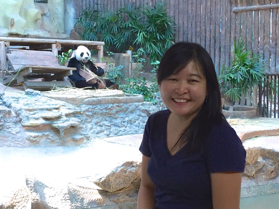 Cari Panda di Chiang Mai Zoo