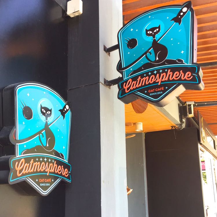 Catmosphere - salah satu cat cafe yang wajib dikunjungi di Chiang Mai