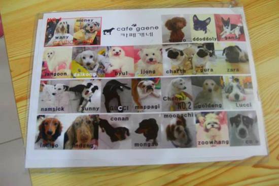 Daftar 'member' di dog cafe seoul (pic from google)