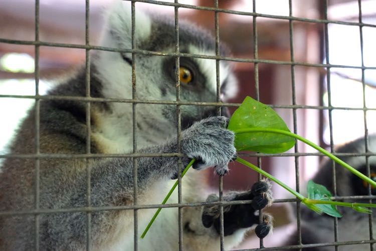 Kasih makan lemur dengan daun di luar pagar