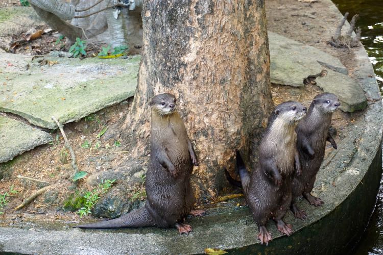 Keluarga otter yang sedang menunggu petugas pemberi makan