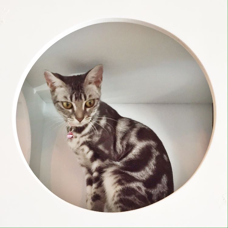 Ming - si american shorthair