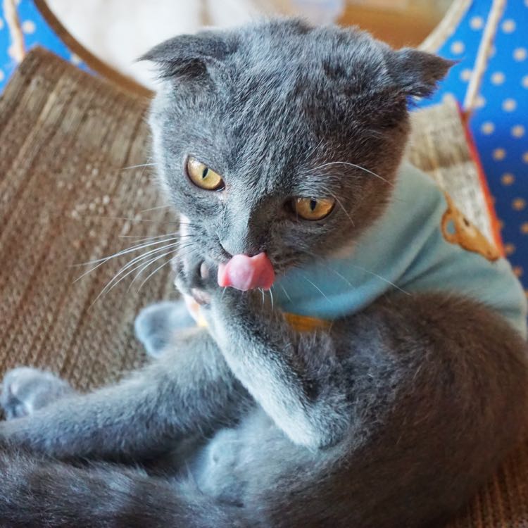 Scottish fold yang suka tidur terus