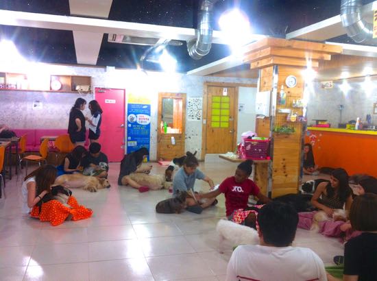 Suasana di Dog Cafe Seoul