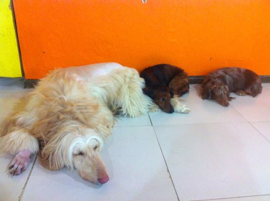 Trio Moncong Panjang