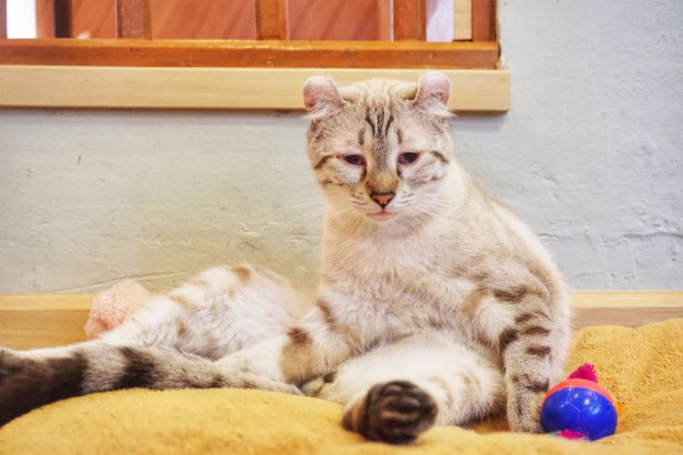 Muka baru bangun tidur