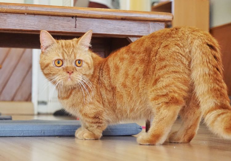 Munchkin cat sebetulnya malformed