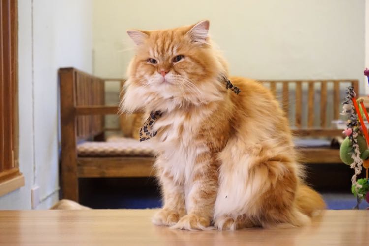 Si raja kucing
