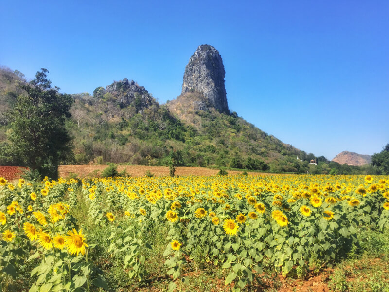 Lopburi terkenal akan bunga matahari dan rock climbing