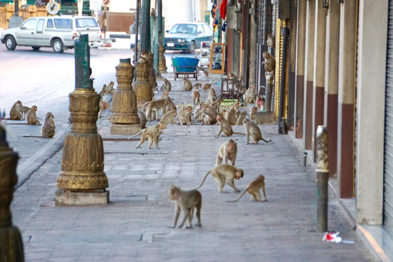 Monkey Zone di Lopburi