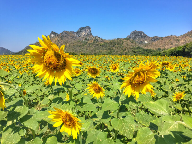 Sunflower Blooming Festival