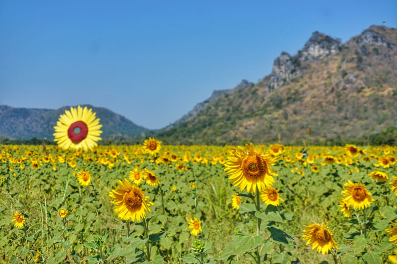 Sunflower festival di Lopburi