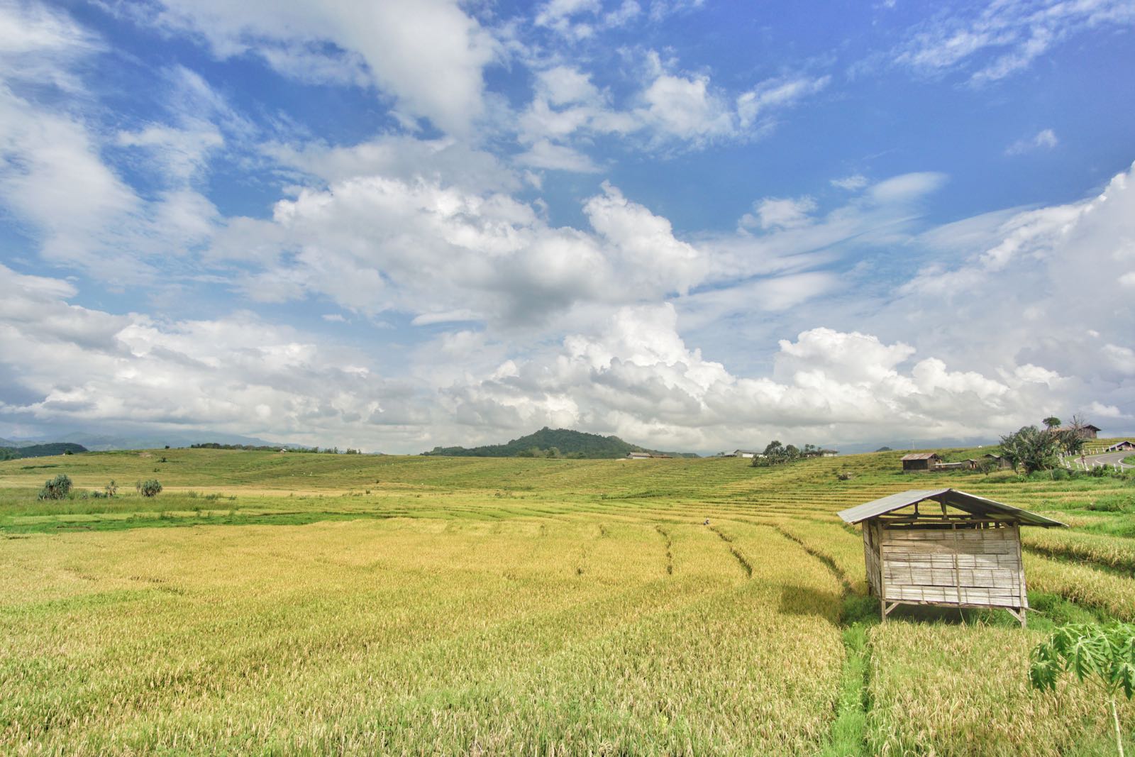 Area Pesawahan Di Ruteng Flores